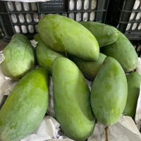 大青芒果特大10斤新鲜青皮忙果金煌芒整箱包邮水果凯特芒果当季