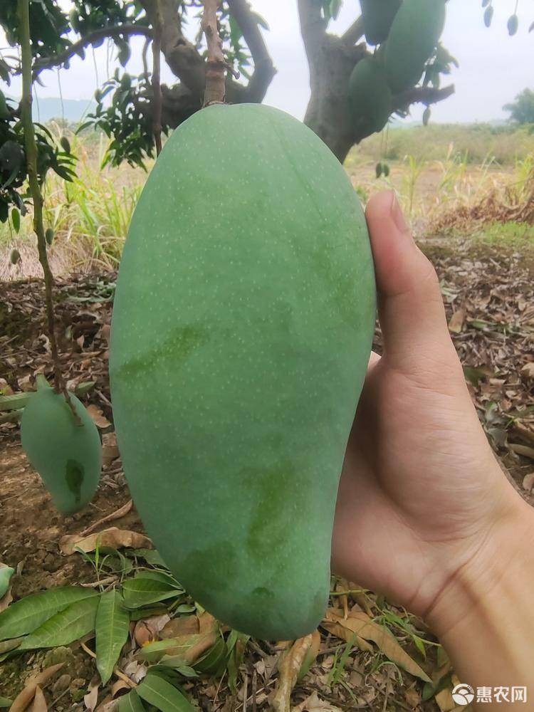 大青芒批发【量大从优】不包邮 一件带框60斤 可一件代发