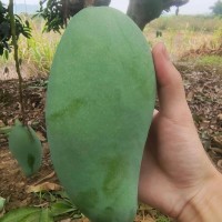 大青芒批发【量大从优】不包邮 一件带框60斤 可一件代发