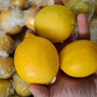 黄柠檬 尤力克柠檬 对接各渠道批发 一件代发