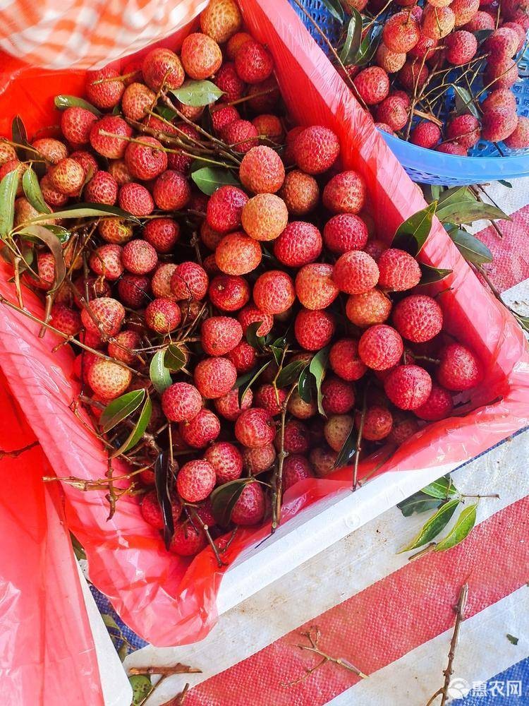 白糖罂荔枝 广东省茂名市电白区