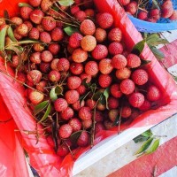 白糖罂荔枝 广东省茂名市电白区