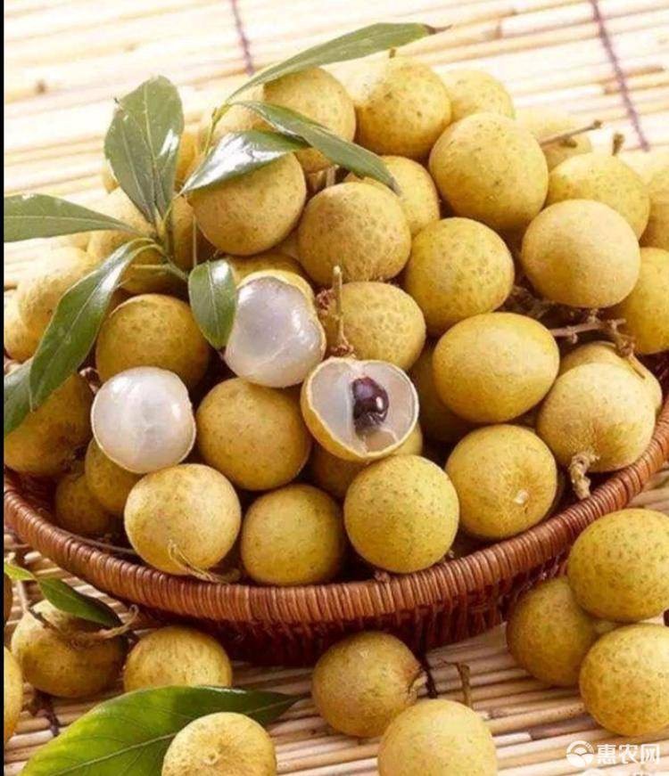 石硖龙眼 新鲜采摘漳州龙眼新鲜水果5斤49.8元包邮