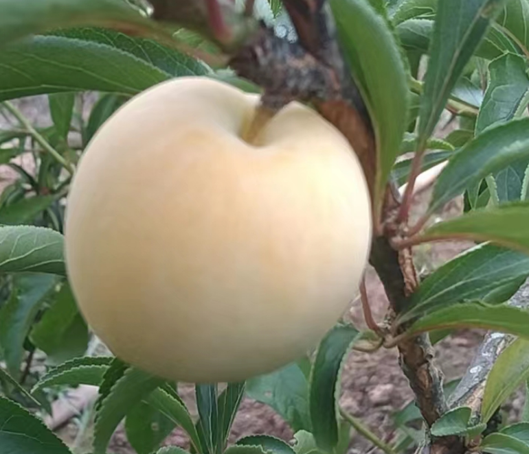 蜂糖李，基地源产地发货，5斤小果包邮