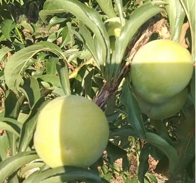 蜂糖李，基地源产地发货，5斤中果包邮