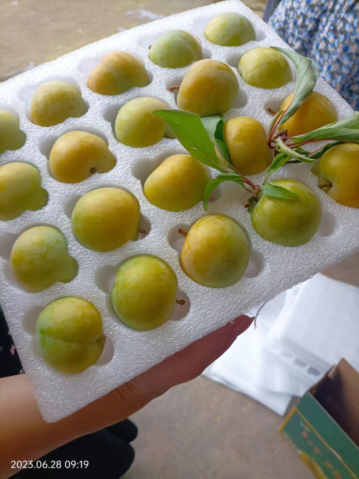 蜂糖李，中果5斤装50个/件