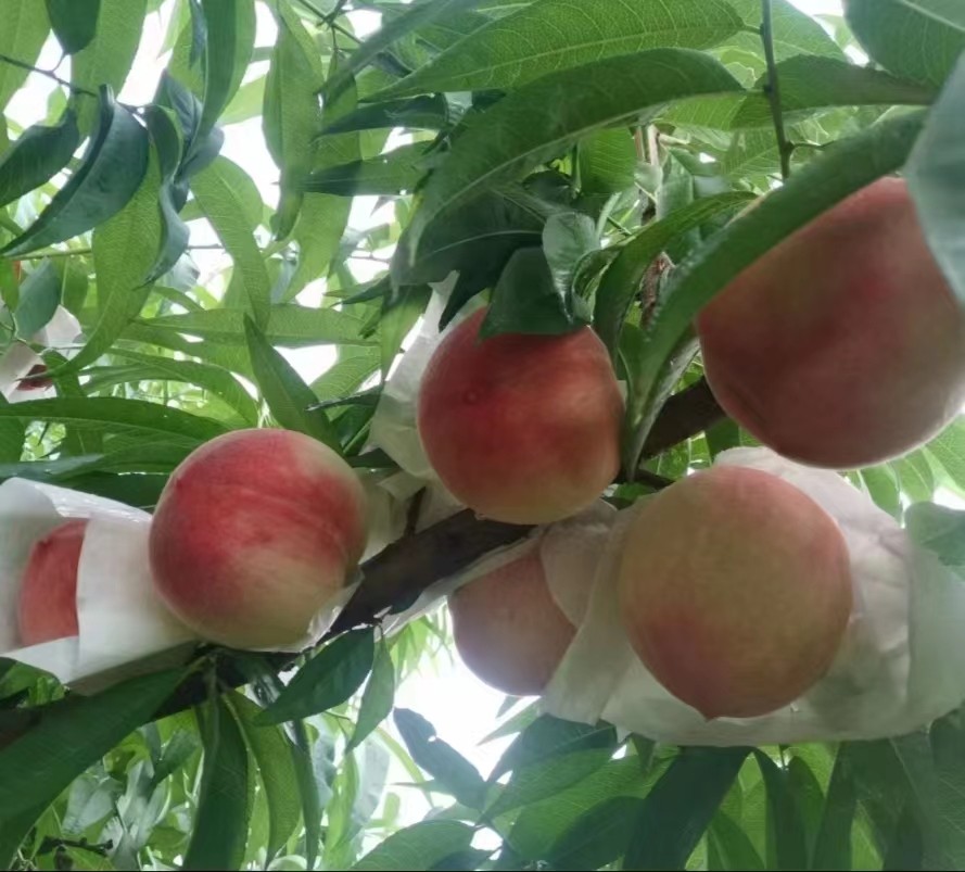 晚湖景桃，个头大，糖分高，138元一件，净重7斤，含包装8斤