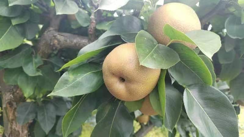 金秋梨基地直发，新鲜，10斤装