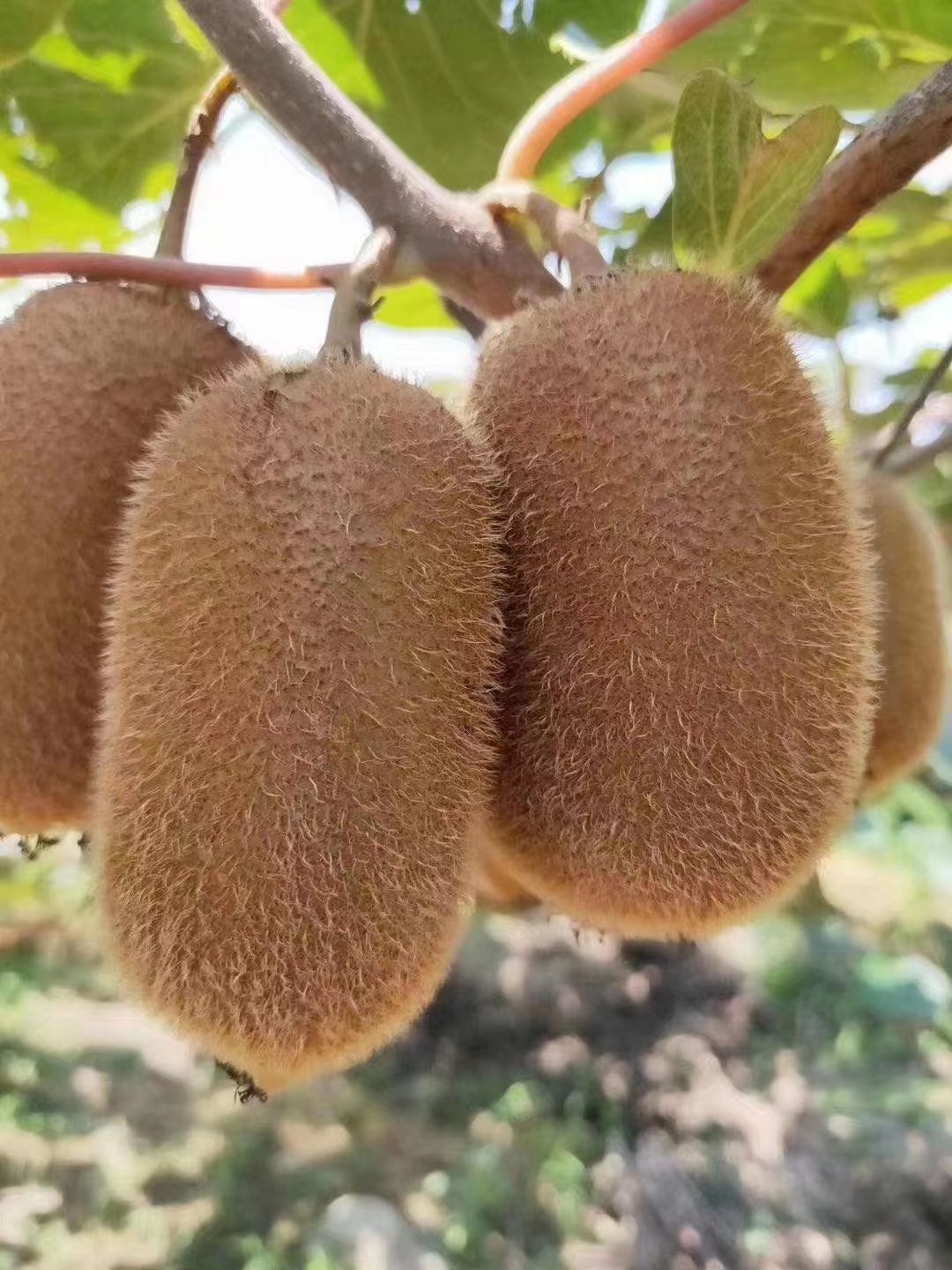 基地直发普通果一件也发货礼品盒10斤装（单果50g-70g）