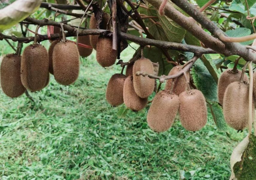 有机肥种植修文猕猴桃，原生态、健康水果58元/件