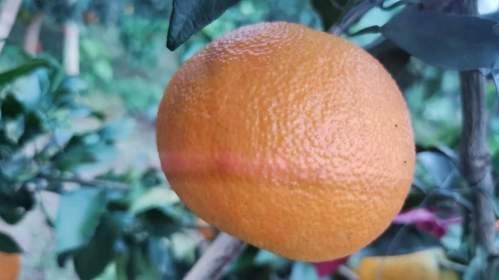 爱媛果冻橙38号 5斤装包邮 单果65-75mm