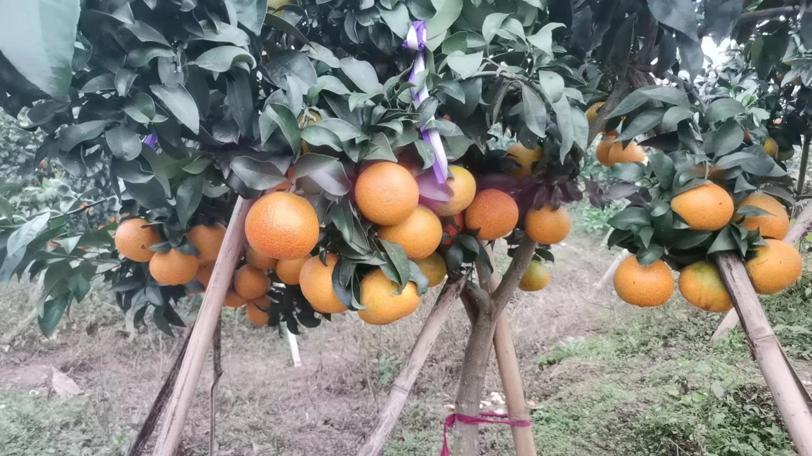 爱媛果冻橙38号 5斤装包邮 单果 75-80mm