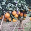 爱媛果冻橙38号 5斤装包邮 单果 75-80mm