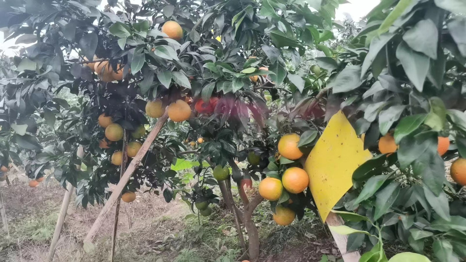 爱媛果冻橙38号 8斤装包邮  单果 75-80mm