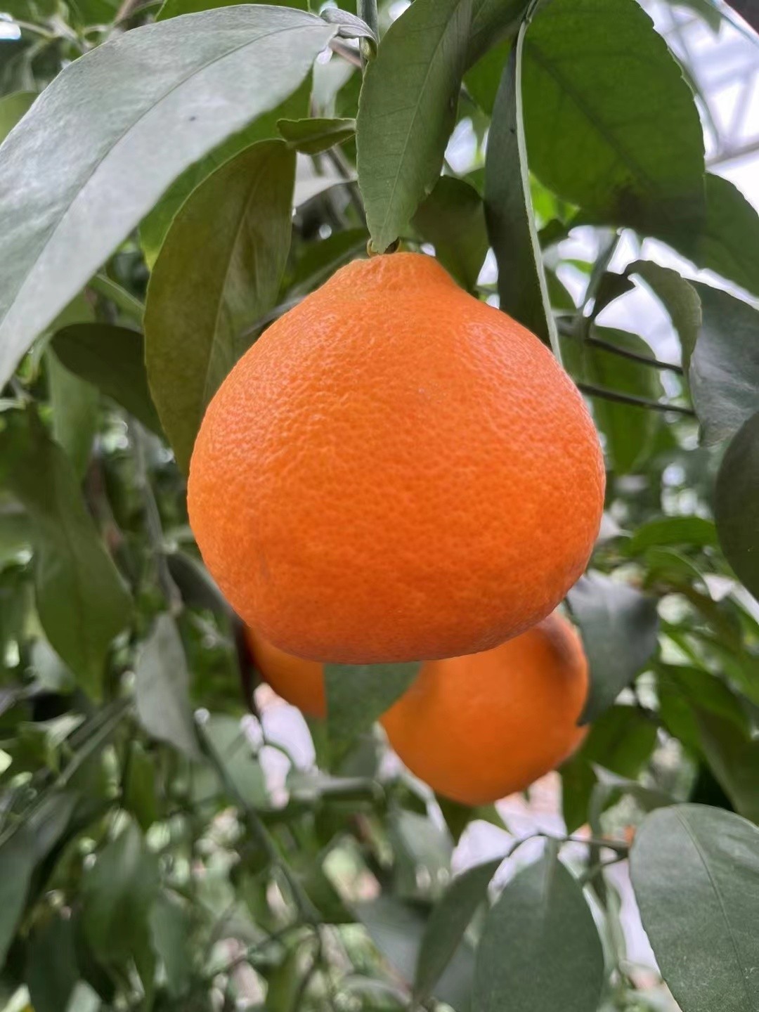 爱媛28，基地采摘发货，原生态水果10斤装大果108元